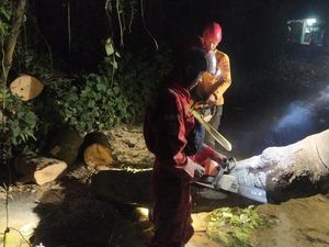Akar Lapuk, Pohon Setinggi 15 Meter Tumbang Timpa Rumah Warga di Bogor