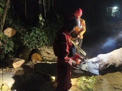 Akar Lapuk, Pohon Setinggi 15 Meter Tumbang Timpa Rumah Warga di Bogor