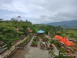 Ingin Kemping di Taman Nasional, tapi Nuansa Kafe Kekinian... Datang ke Jambi