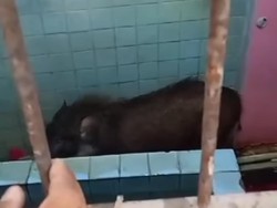 Heboh Babi Masuk ke Rumah Warga di Anyer, Langsung Ditembak Mati