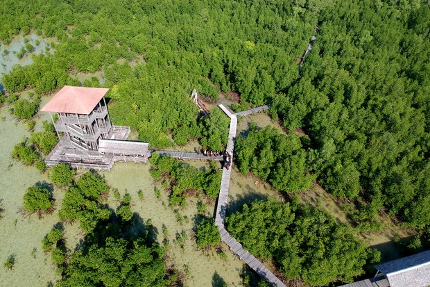 Hutan Mangrove Karimunjawa
