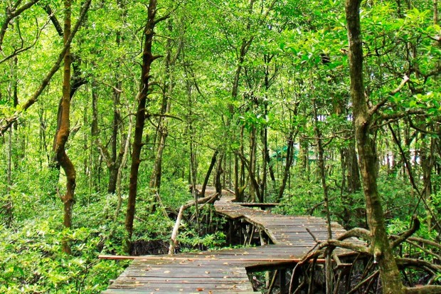 Hutan Mangrove Tarakan