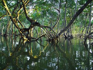 26 Juli Peringati Hari Mangrove Sedunia: Latar Belakang dan Tujuan 26 Juli Peringati Hari Mangrove Sedunia: Latar Belakang dan Tujuan