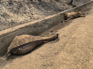 Potret Pilu Hewan-hewan yang Mati Akibat Kebakaran Hutan Yunani
