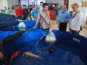 669 Owner & 2.575 Ikan Ikuti Kontes Koi Show 2023 di Klaten 669 Owner & 2.575 Ikan Ikuti Kontes Koi Show 2023 di Klaten