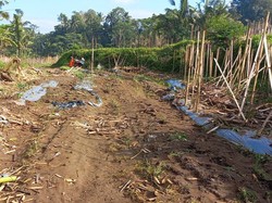 Saluran Irigasi Terputus, Ratusan Hektare Lahan Pertanian Terdampak