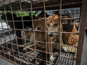 Menyoal Wisata Kuliner Daging Anjing di Solo Menyoal Wisata Kuliner Daging Anjing di Solo