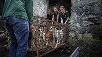 Pasar Ekstrem Tomohon Setop Jual Daging Anjing dan Kucing