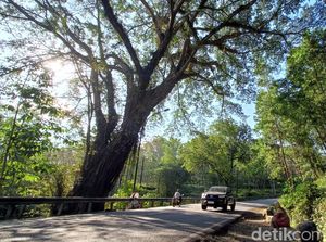 Mitos Unik Jalur Krumput Banyumas, Wajib Lempar Uang Agar Tak Celaka
