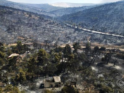 Potret Hutan di Yunani yang Gosong Usai Dilalap Api