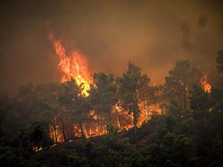 Kebakaran Hutan di Yunani: Dugaan Penyebab dan Kondisi Terkini