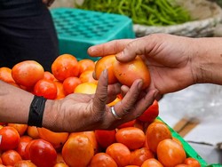 Hasil Panen Melimpah, Harga Tomat di Binjai Dijual Mulai Rp 4.000 per Kg
