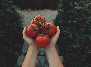 Tomat, Buah atau Sayur? Temukan Jawabannya di Sini Tomat, Buah atau Sayur? Temukan Jawabannya di Sini