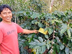 Mengenal Kopi Arob, Jadi Varietas Unggulan Baru-Diminati di Eropa hingga Dubai