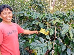 Mengenal Kopi Arob, Jadi Varietas Unggulan Baru-Diminati di Eropa hingga Dubai Mengenal Kopi Arob, Jadi Varietas Unggulan Baru-Diminati di Eropa hingga Dubai