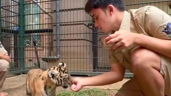 Haru! Alshad Ahmad Suapi Daging Segar untuk Harimaunya Sebelum Mati