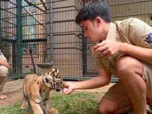 Kematian 7 Anak Harimau di Penangkaran Alshad Ahmad Kematian 7 Anak Harimau di Penangkaran Alshad Ahmad