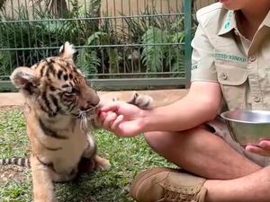 7 Harimau Mati di Penangkaran Alshad, Aktivis Desak Penyelidikan Tuntas 7 Harimau Mati di Penangkaran Alshad, Aktivis Desak Penyelidikan Tuntas