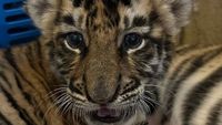 Ini Cenora, Anak Harimau Punya Alshad Ahmad yang Mati