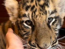 Anak Harimau Mati Lagi di Penangkaran Alshad Ahmad