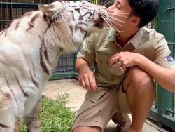 Blak-blakan Alshad Ahmad Soal Penyebab Matinya Cenora Si Anak Harimau