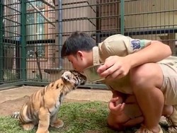 BBKSDA Jabar: 5 Anak Harimau Mati di Penangkaran Alshad Ahmad