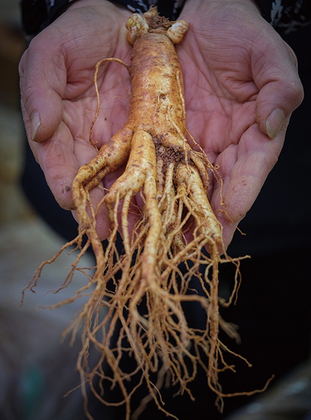 Ginseng/Foto: kocis.go.kr Foto ginseng yang sedang diletakkan di telapak tangan seseorang.
