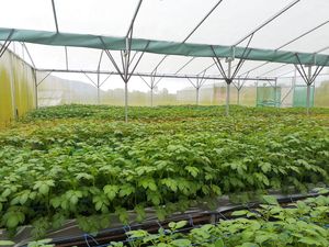 Ini Cara Baru Kementan Tekan Impor Kentang Industri untuk Potato Chips