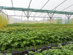 Ini Cara Baru Kementan Tekan Impor Kentang Industri untuk Potato Chips