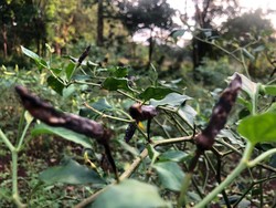 Serangan Antraknosa Berisiko Bikin Petani Cabai Rugi, Ini Jurus Kementan