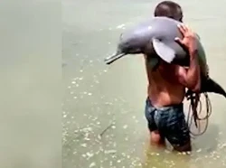 Ketahuan Makan Lumba-lumba Ilegal, Nelayan Ini Ditangkap Polisi