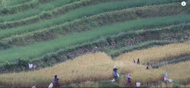 Mata Pencaharian Warga Miduana/Foto: youtube.com/Angelick Vaulina Mata Pencaharian Warga Miduana