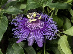 Mengenal Passion Flower, Manfaat, dan Efek Sampingnya