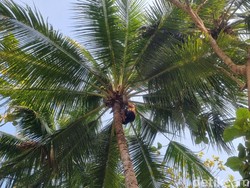 Triwidadi Produsen Gula Jawa tapi Minim Regenerasi Penyadap Nira