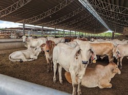 Buntut Temuan Penyakit Kulit, RI Tangguhkan Impor Sapi 4 Peternakan Australia