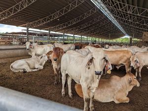 Buntut Temuan Penyakit Kulit, RI Tangguhkan Impor Sapi 4 Peternakan Australia Buntut Temuan Penyakit Kulit, RI Tangguhkan Impor Sapi 4 Peternakan Australia