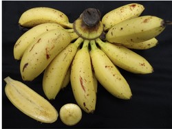 Kandungan Karotenoid Pisang Mas Kalahkan Cavendish, Sumber Vitamin A yang Yahud!