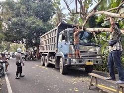 Pohon Tumbang Timpa Truk, Jalur Amlapura-Denpasar Macet 2 Kilometer