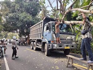 Pohon Tumbang Timpa Truk, Jalur Amlapura-Denpasar Macet 2 Kilometer Pohon Tumbang Timpa Truk, Jalur Amlapura-Denpasar Macet 2 Kilometer