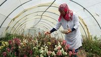 Resah Petani Tunisia, Gelombang Panas Rusak Bunga yang Bisa Dimakan