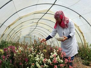 Resah Petani Tunisia, Gelombang Panas Rusak Bunga yang Bisa Dimakan Resah Petani Tunisia, Gelombang Panas Rusak Bunga yang Bisa Dimakan