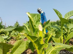 Petani Probolinggo Ini Geram Tembakau Siap Panen Rusak Ditebang Orang