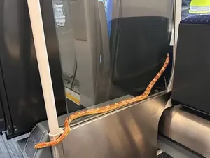 Ujug-ujug Ada Ular Eksotis, Penumpang Kereta Berhamburan