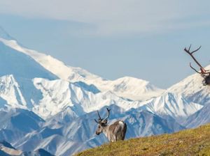 Horor! Lebih dari 20 Ribu Orang Menghilang di Segitiga Alaska Horor! Lebih dari 20 Ribu Orang Menghilang di Segitiga Alaska