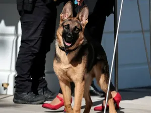 Anjing Presiden Biden Suka Menggigit, Membahayakan? Anjing Presiden Biden Suka Menggigit, Membahayakan?
