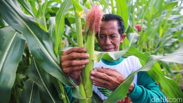 Anggota Holding Pangan Mau Bikin Pusat Benih Terbesar di RI