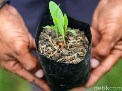Kementan Beri Bantuan 75 Ton Bibit Jagung untuk Petani Kota Bima