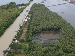 Tebang Hutan Mangrove untuk Tambak Udang, Polda Ringkus Satu Tersangka