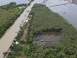 Tebang Hutan Mangrove untuk Tambak Udang, Polda Ringkus Satu Tersangka