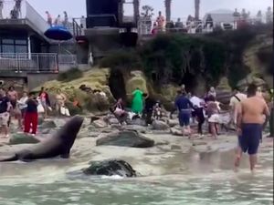 Turis Selfie dengan Bayi Singa Laut, Induknya Langsung Ngamuk!